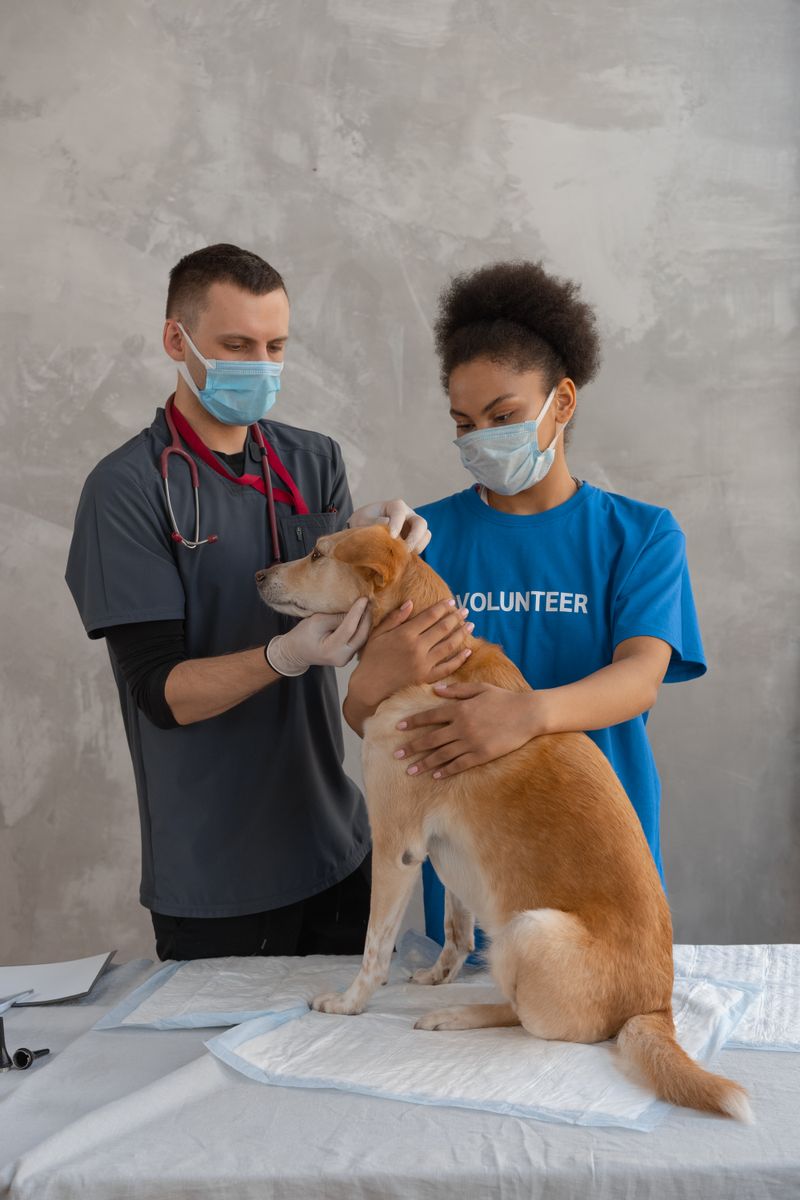 A veterinarian and volunteer examining a dog